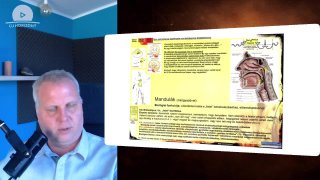 A túlélés programjai – „falat” konfliktusok és a belső csíralemez