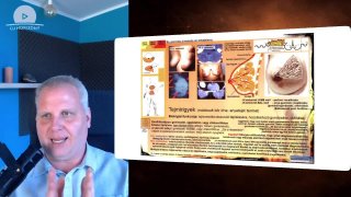 Támadás, védelem, integritás – a középső csíralemez működése